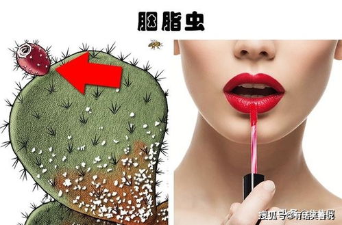 生活中常見美容產品所隱藏的7種奇怪的成分